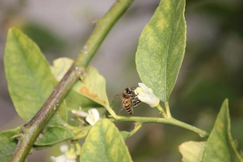abeja polinizando la flor de un limon