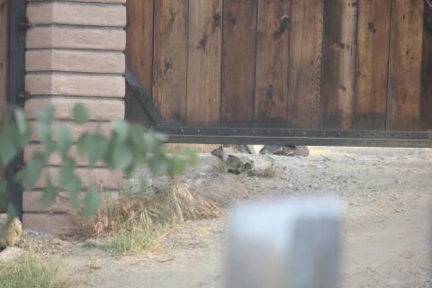 ardilla cerca del porton