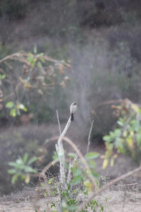 ave bajo la lluvia parado en un palo