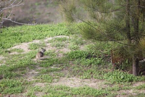 avistamiento de ardilla en el jardin