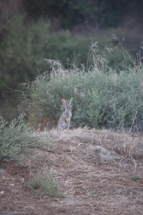 avistamiento de conejo a la orilla del cerro