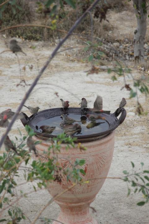 centro de reunion de aves