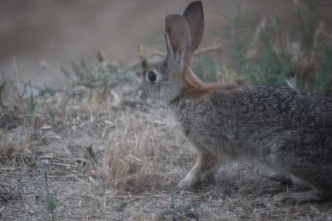 closeup al conejo