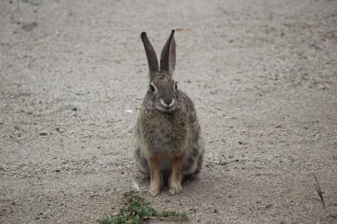 closeup de conejo pardo