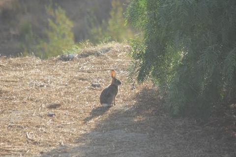 conejo a la vista en el jardin