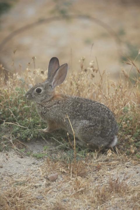 conejo alerta