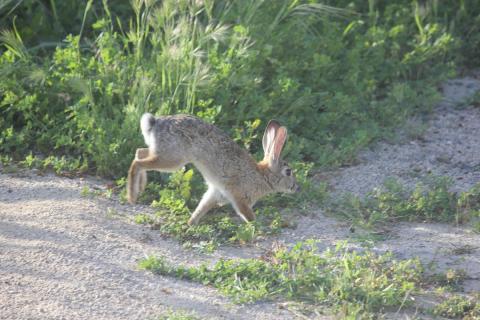 conejo caminando en el jardin