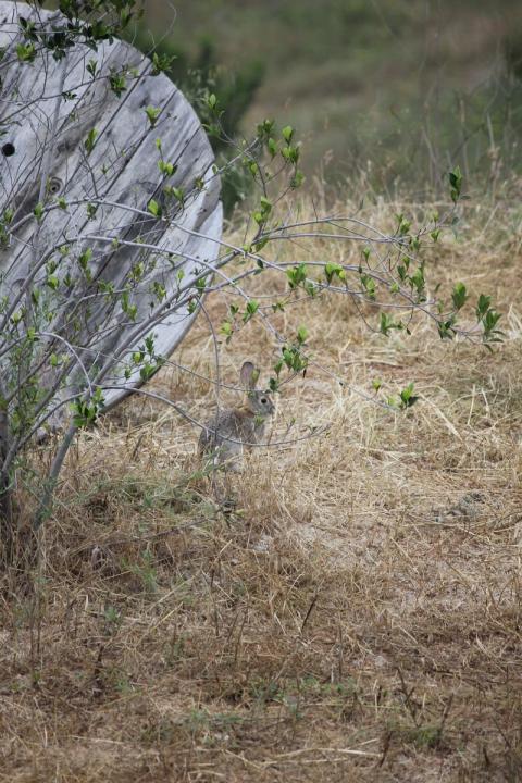 conejo camuflajeado en la hierba del patio