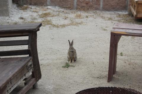 conejo en el patio junto a las bancas