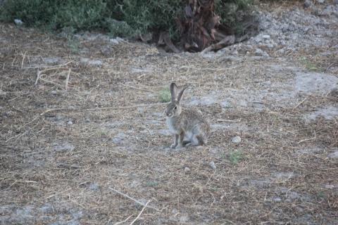 conejo sentado en el jardin
