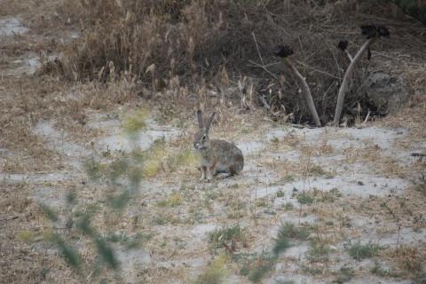 conejo sentado en la arena