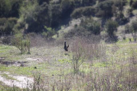 correcaminos de espaldas