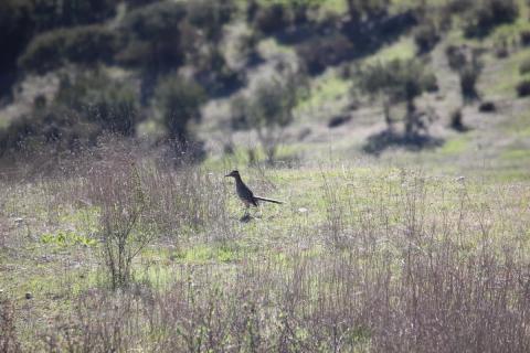 correcaminos