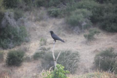 cuervo sobre palo seco