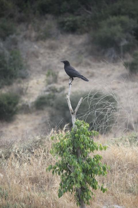 cuervo sobre un palo