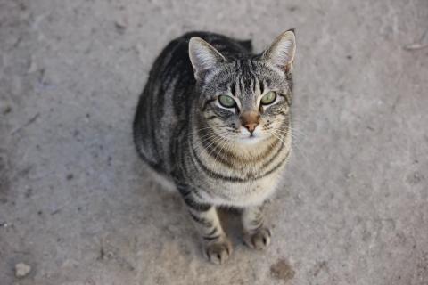 gatita viendo a la camara