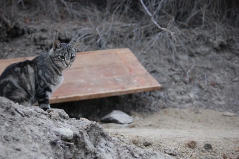 gato en el jardin