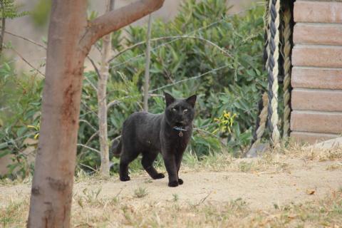 gato negro en el patio