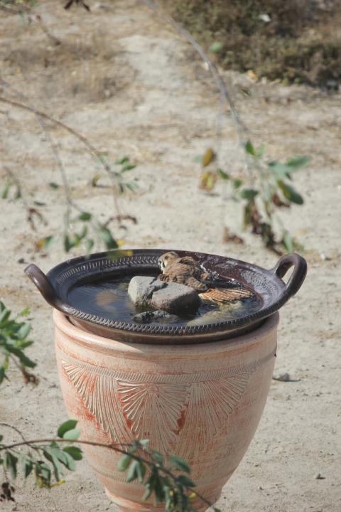 halcon dandose una ducha en el balneario