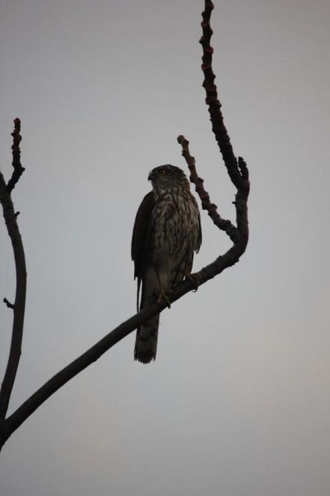 halcon de perfil sobre arbol