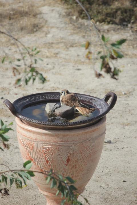 halcon mojandose en el balneario