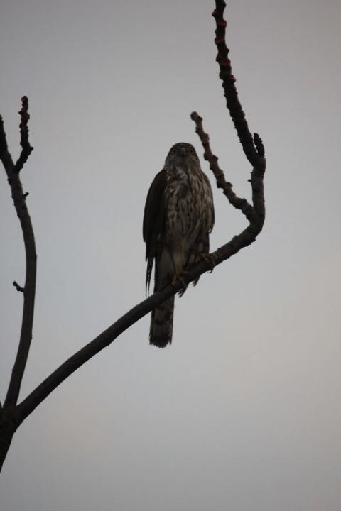 halcon sobre arbol de frente