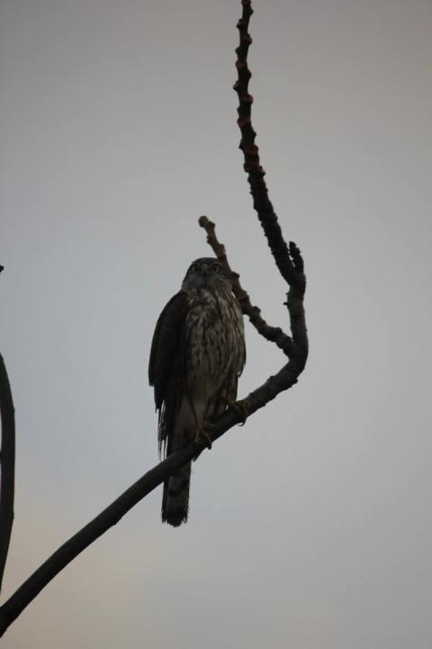 halcon sobre arbol posando de frente