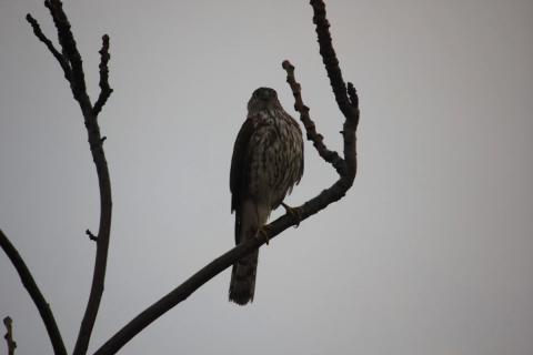 halcon sobre arbol