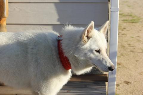 husky en el porche