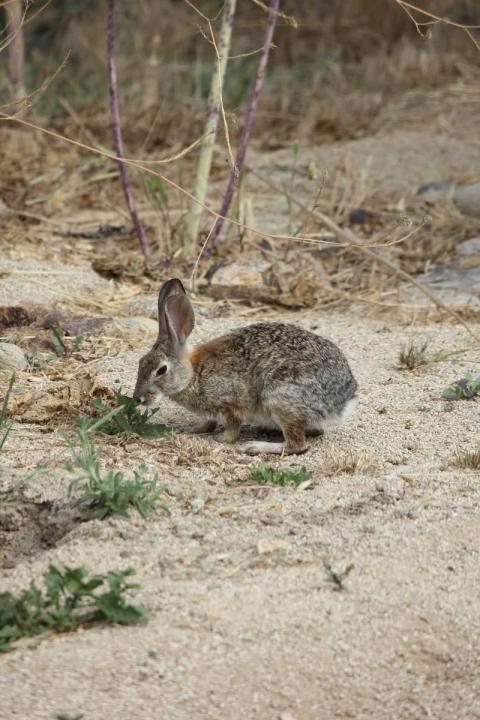 liebre comiendo en el jardin