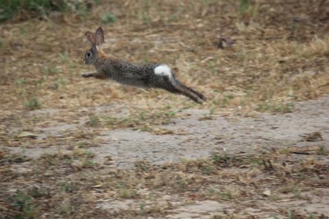 liebre corriendo en el jardin