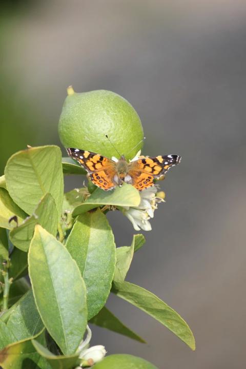 mariposa al lado de un limon