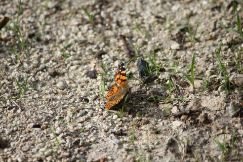 mariposa en el piso