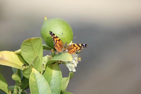 mariposa junto a un limon