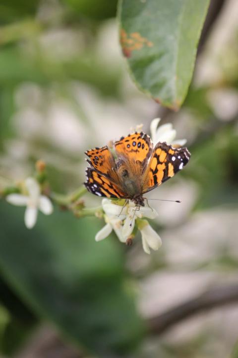 mariposa polinizando flores de un limon