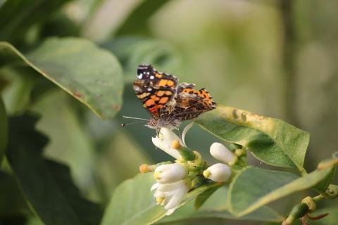 mariposa polinizando la flor de un limon