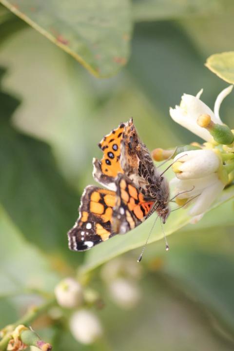 mariposa polinizando