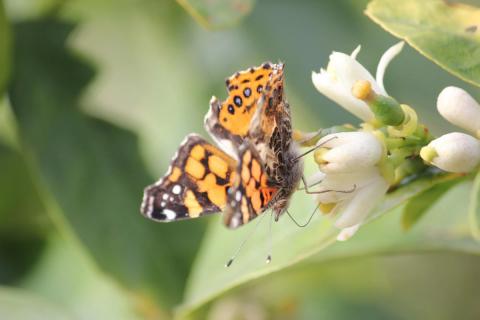 mariposa sobre la flor de un limon