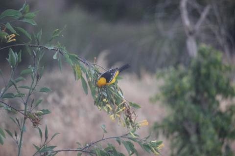 pajarito amarillo comiendo