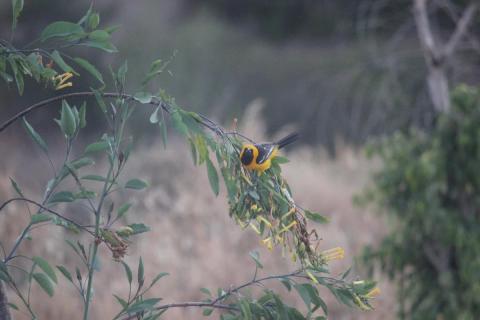 pajarito amarillo en infraganti