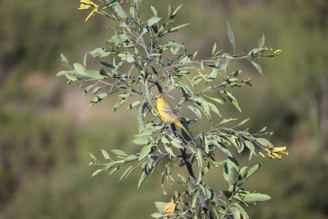 pajarito amarillo en un arbol