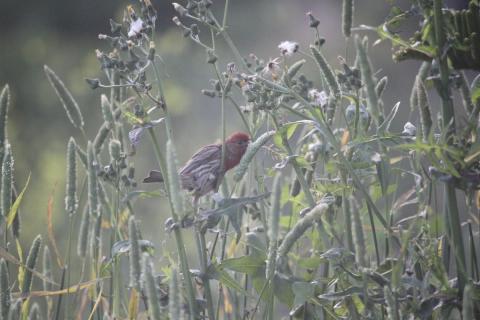 pajarito petirrojo comiendo