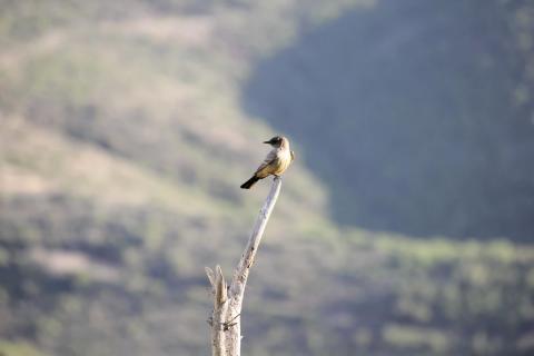 pajarito sobre arbol seco