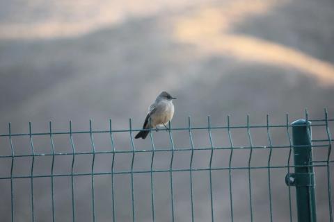 pajarito sobre cerco verde