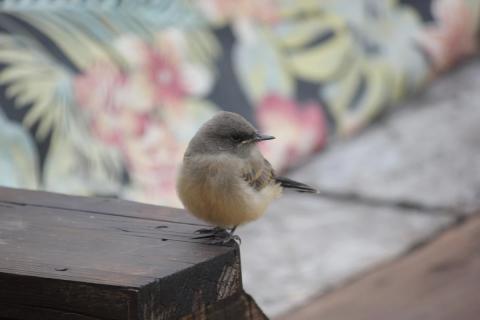 pajarito sobre el descanso de una banca