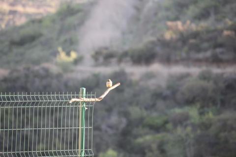 pajarito sobre palo de madera