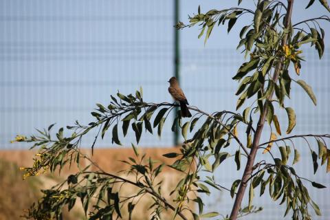 pajarito sobre ramas del arbol