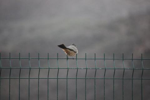 pajarito viendo al horizonte