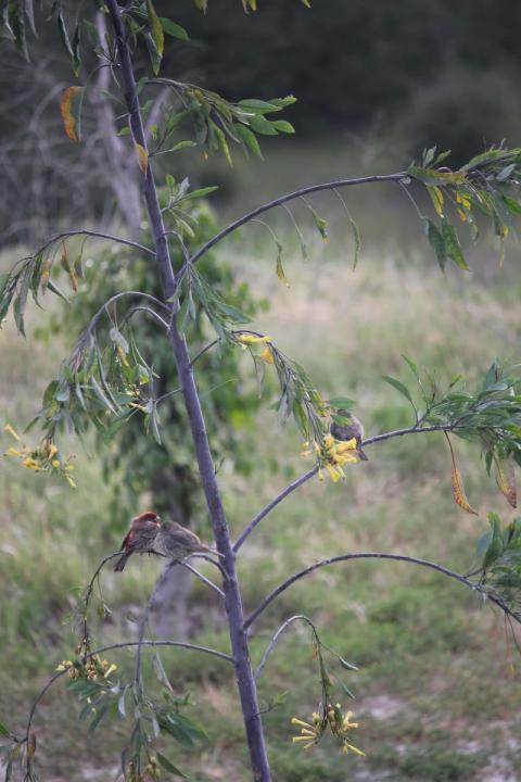 pajaritos sobre arbol