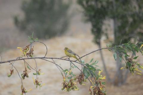 pajaro amarillo reposando en la rama de un arbol